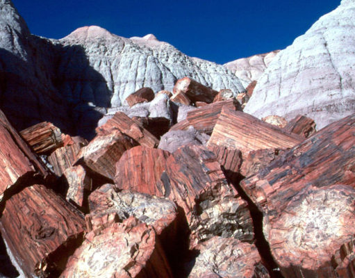 petrified forest national park