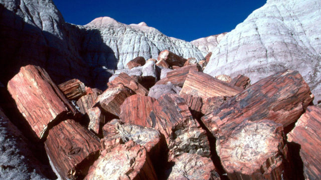 petrified forest national park