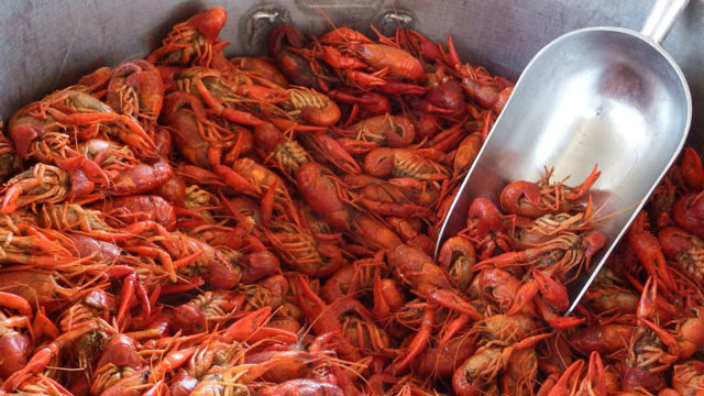 breaux bridge crawfish festival