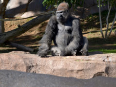 san diego zoo gorilla