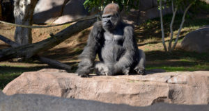 san diego zoo gorilla