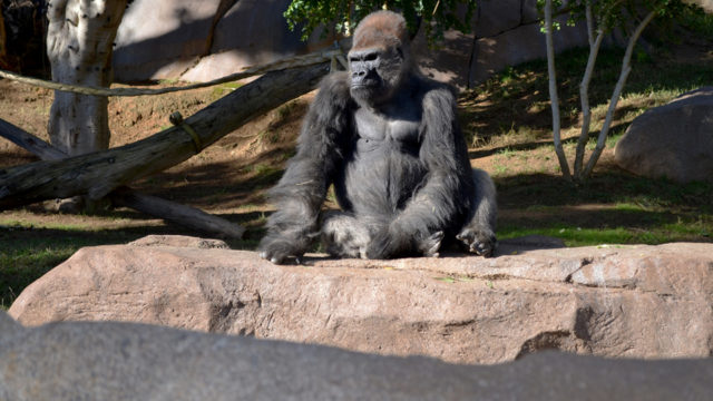 san diego zoo gorilla