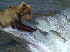 alaska parklands bear watching