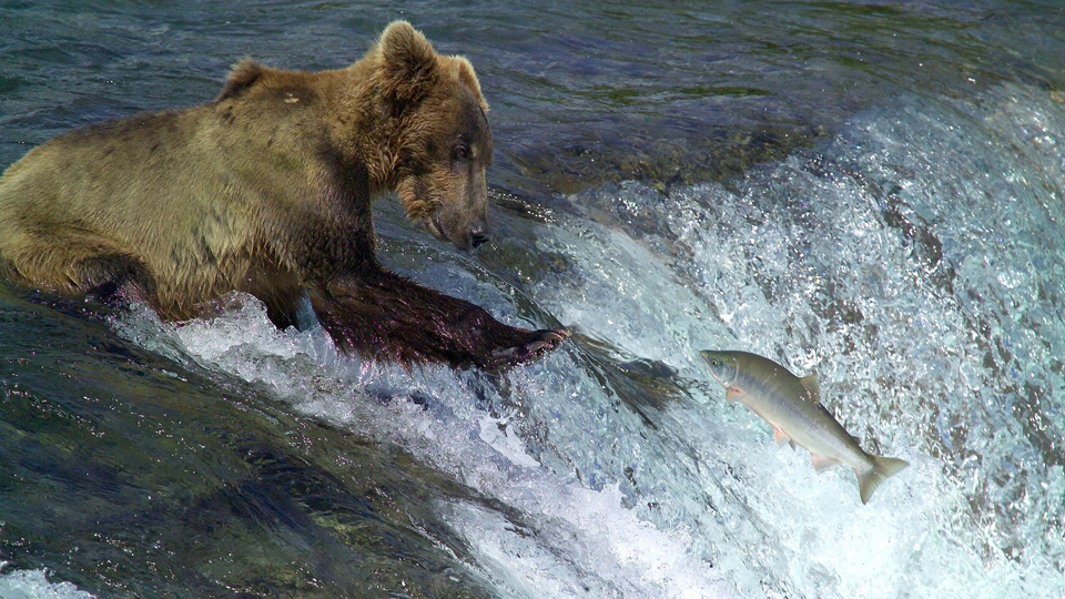 alaska parklands bear watching