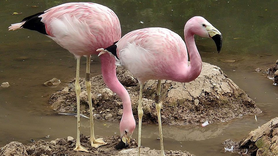 andean flamingos