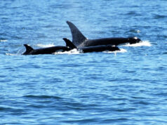 seattle orca whale watching tours
