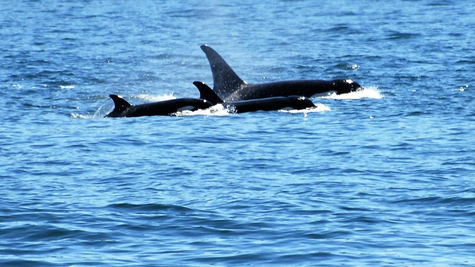 seattle orca whale watching tours