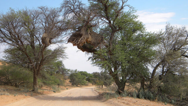 kgalagadi transfrontier park khomani cultural landscape